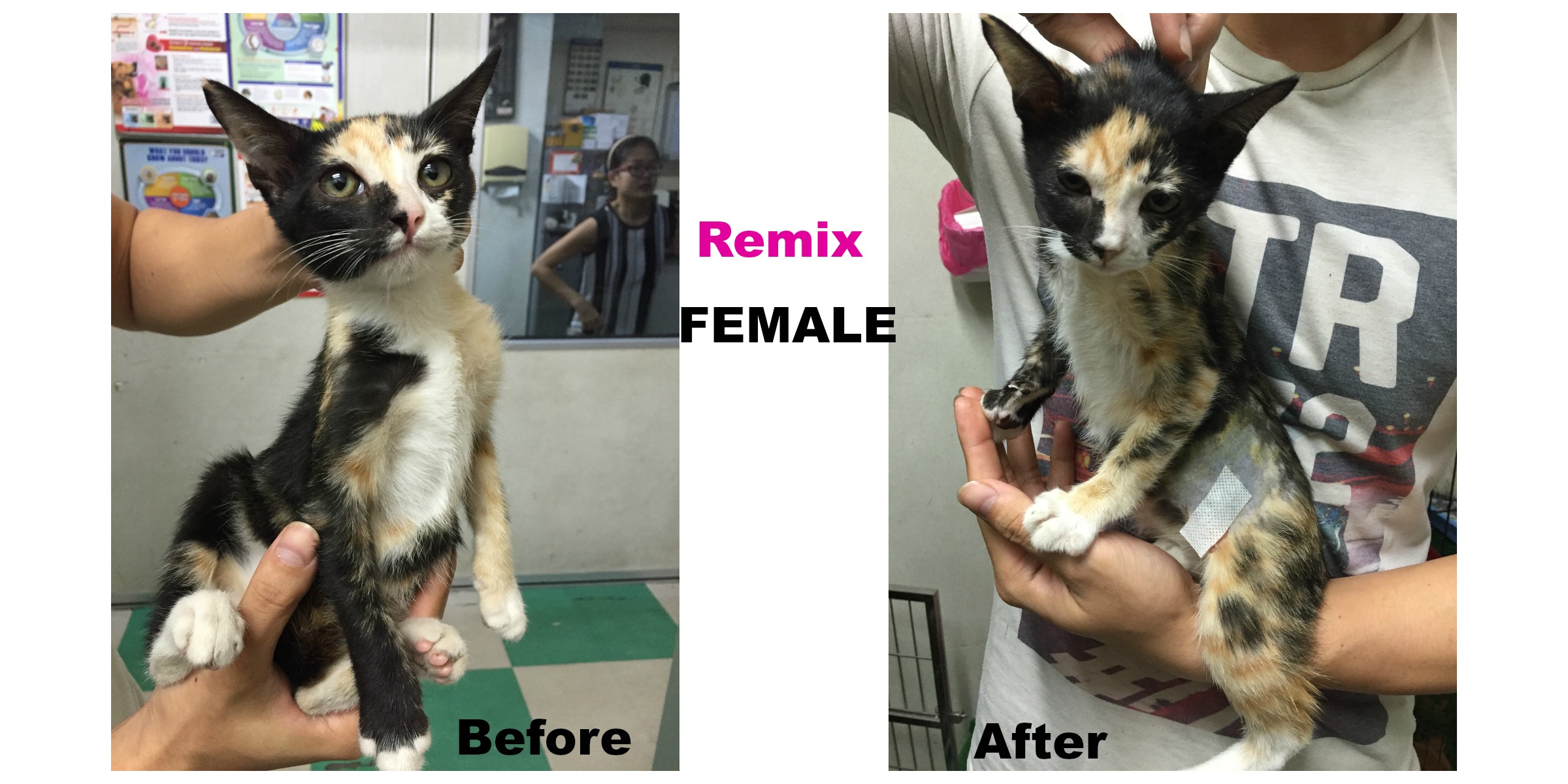 remix-female-cat