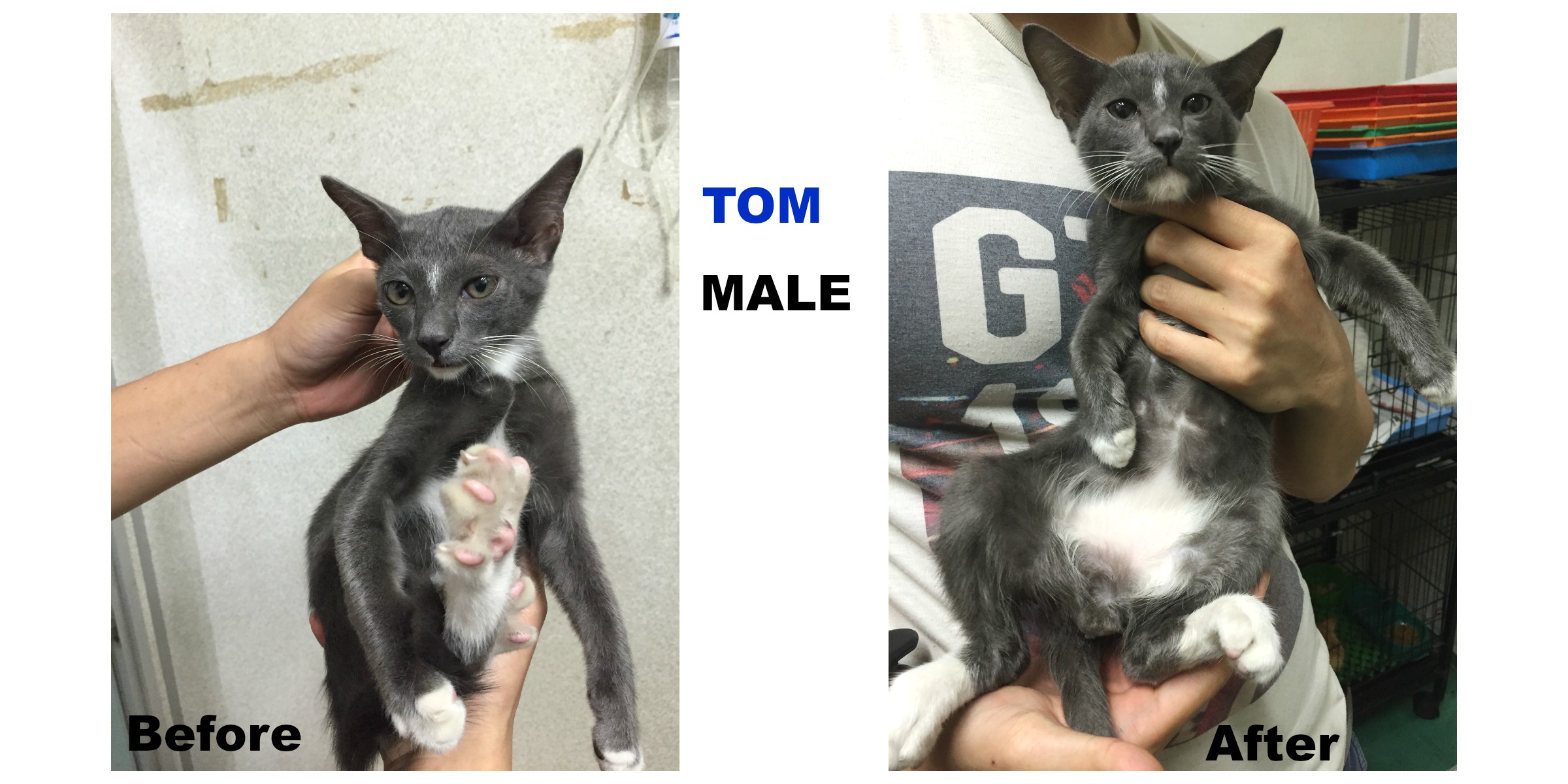 tom-male-cat