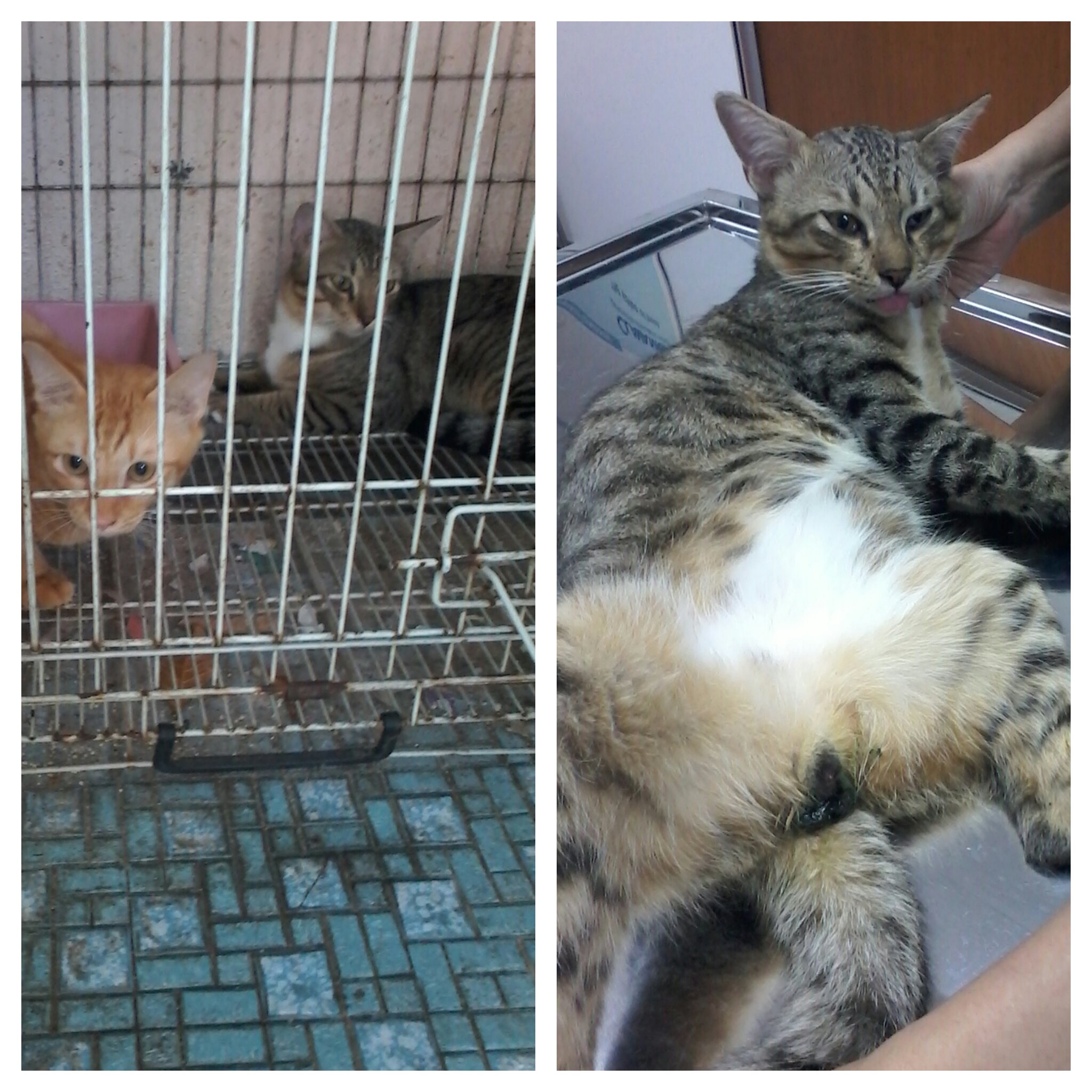 cat-1