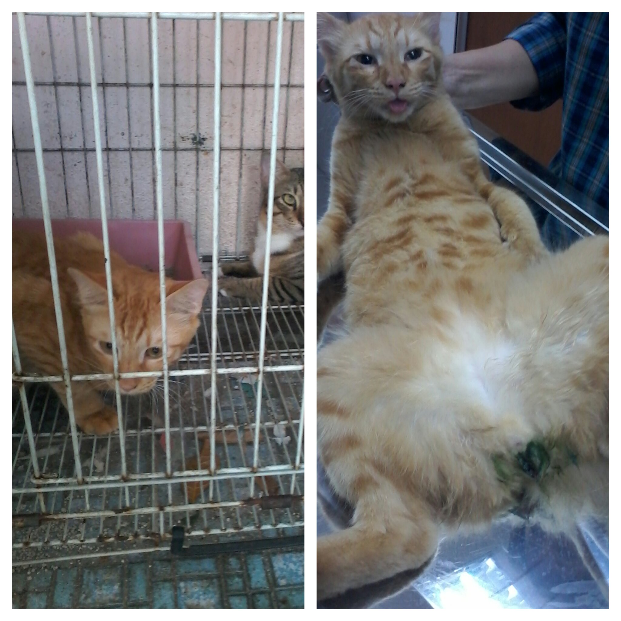 cat-2
