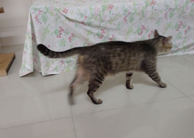 tiger-3