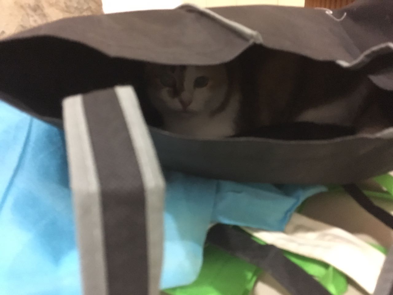 25fe0c77-454a-4e1e-b4c2-a1f9cd97b30e