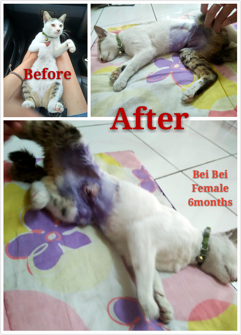 beibei-beforeafter