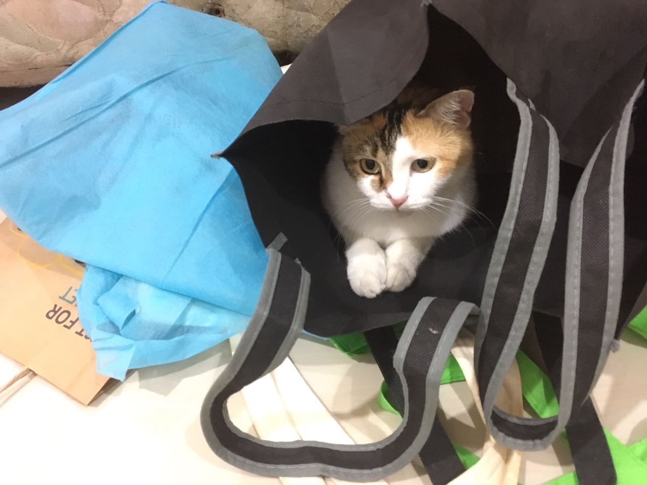 c3224624-d13a-4e7e-8f41-769f1427b17f