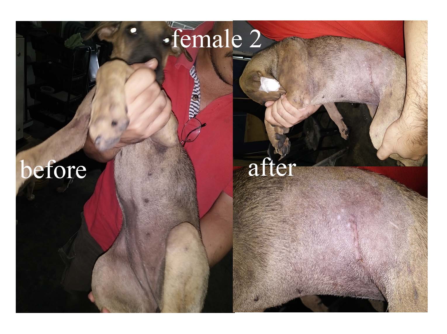 female-2
