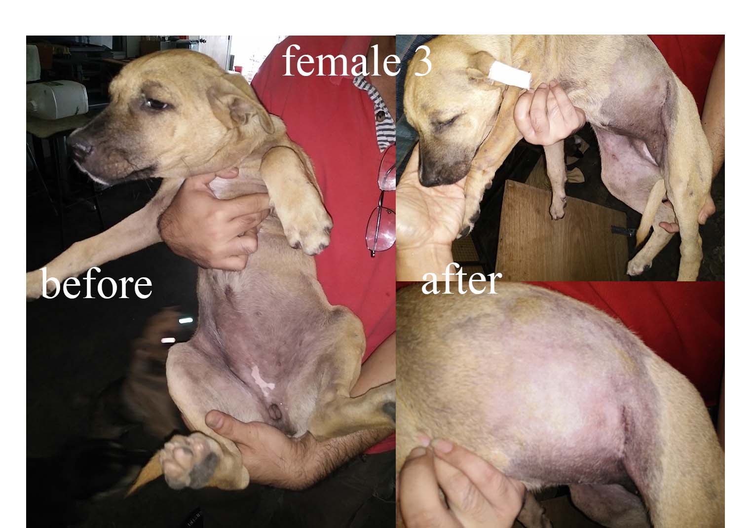 female-3
