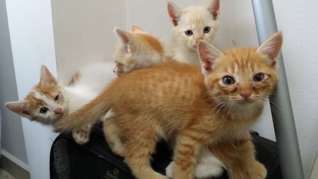 mini-20161122_142146