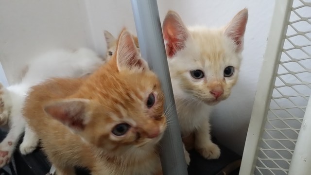 mini-20161122_142222