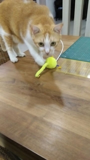 mini-52071162-5d05-4da9-b15b-b3b9488b166d