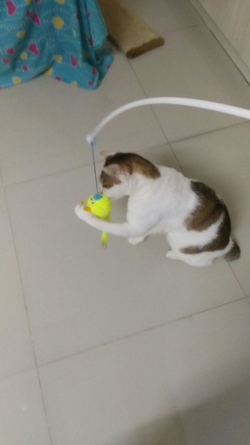 mini-7010a066-fff9-4ecd-9af0-46e78f311d05