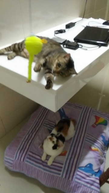 mini-img20161115190852