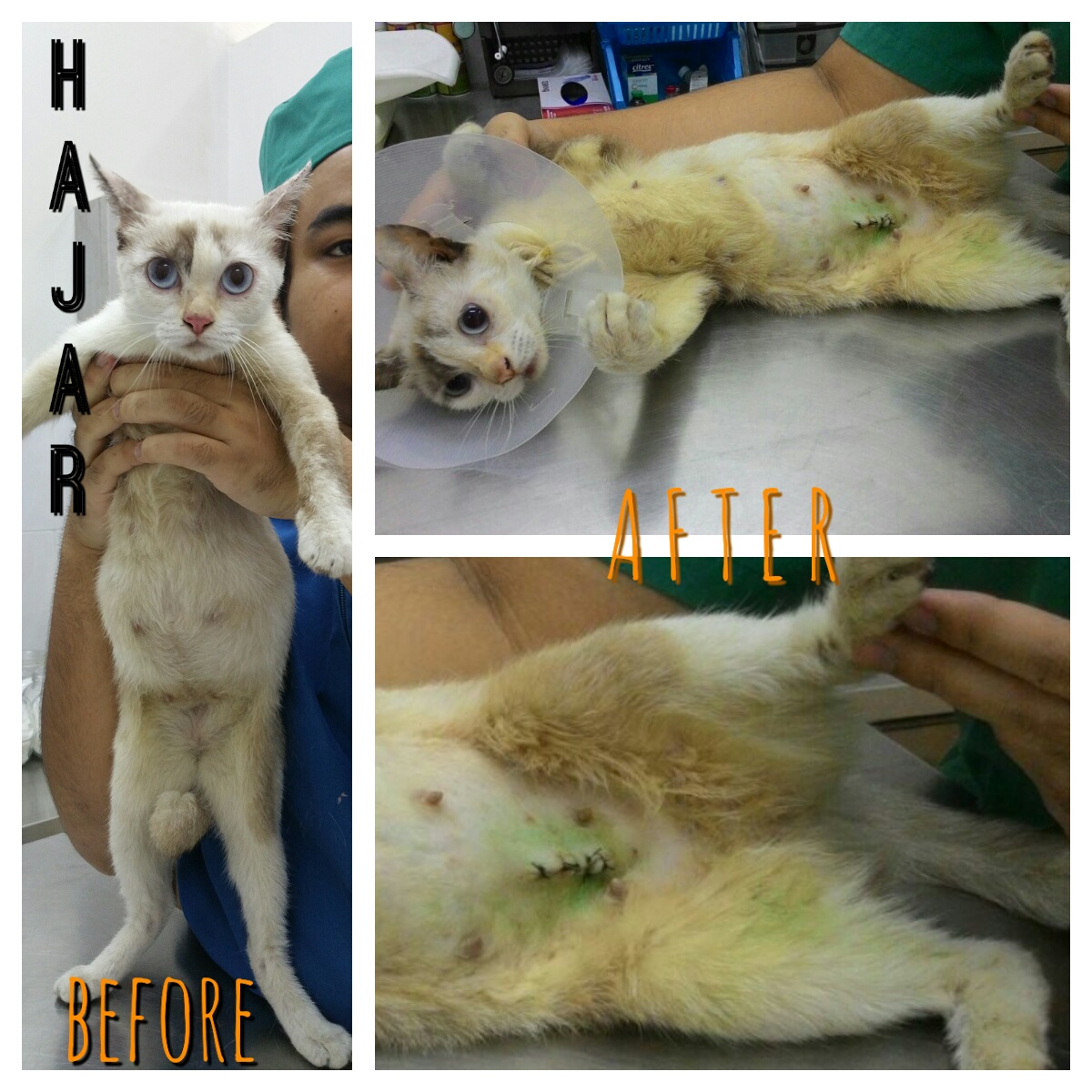 animalcare-hajar