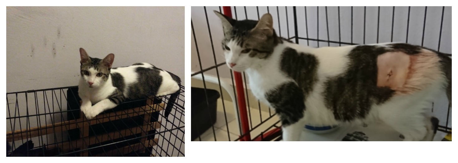 bessie-collage-before-after