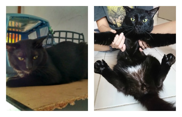 black-collage-before-after