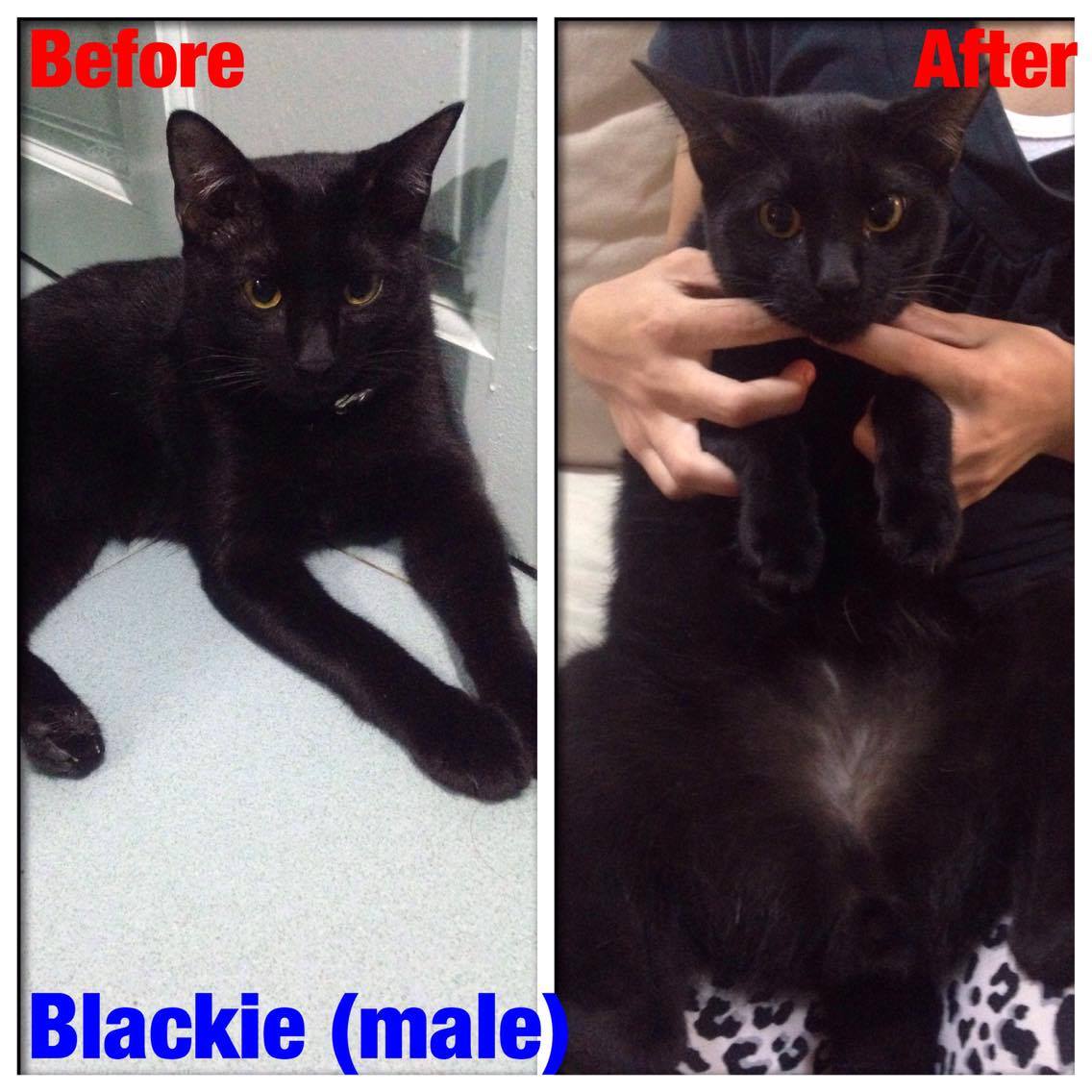 blackie