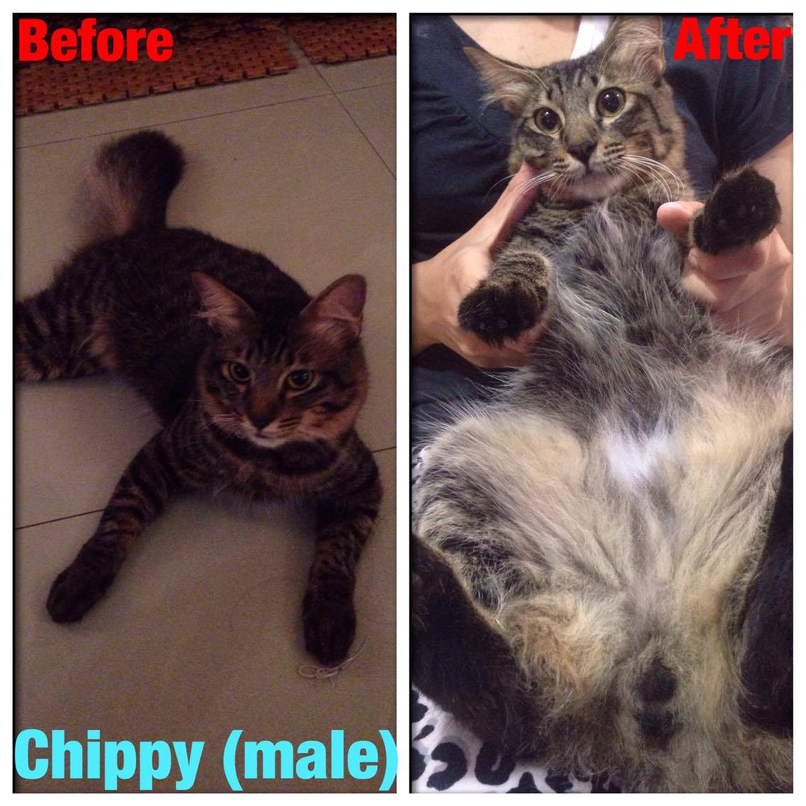 chippy