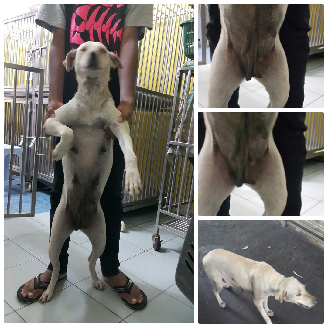 photo-white-dog-bill-18-12-2016