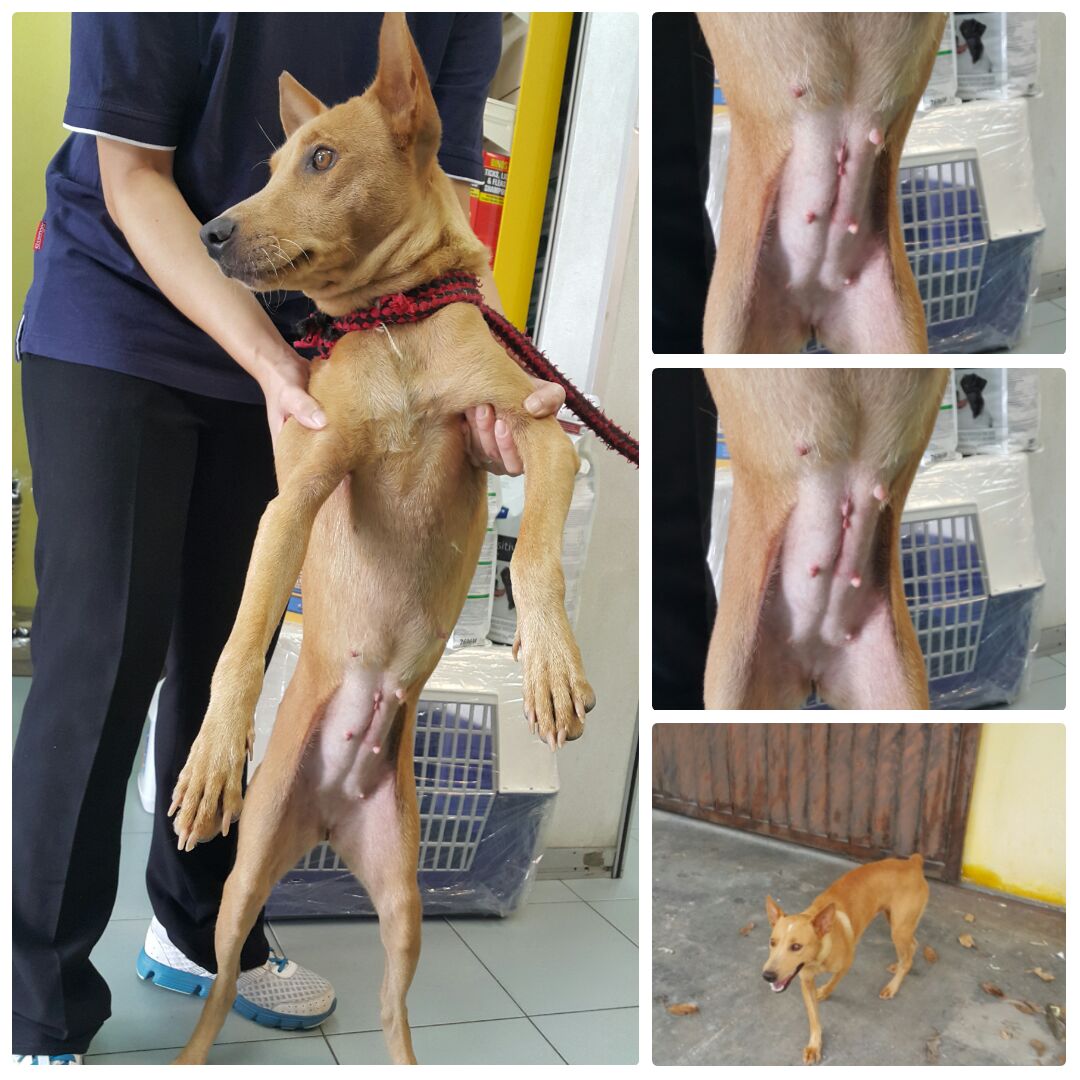 photo-yellow-dog-bill-12-12-2016