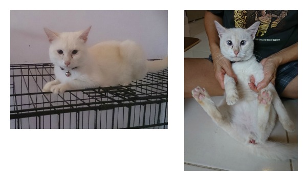 whisky-collage-before-after