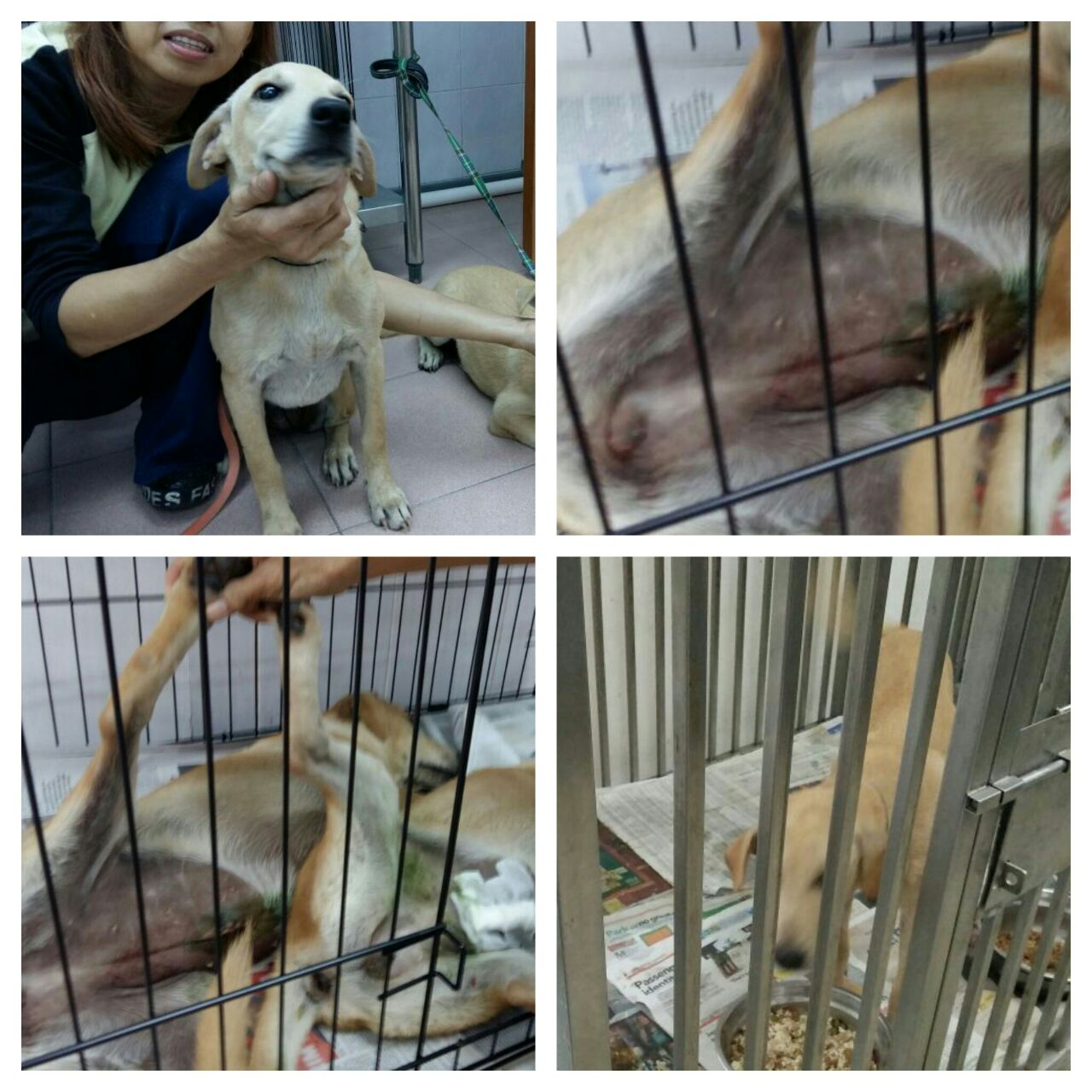 chan-dog-1