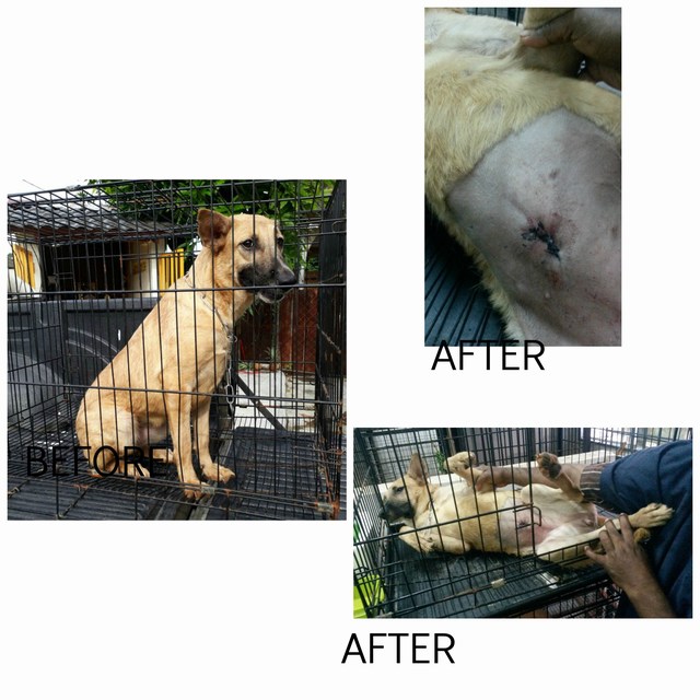 mini-picmonkey-collage-pao-pao