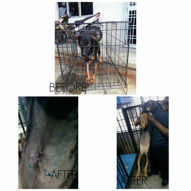 mini-picmonkey-collage-tian-tian