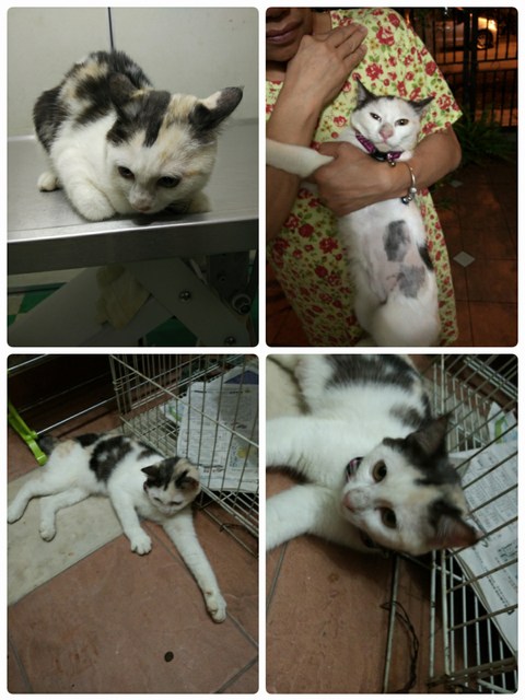 mini-img1482237249295