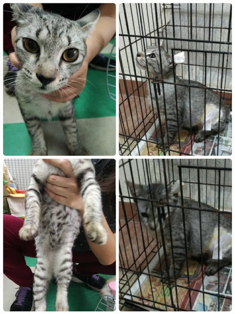 mini-img1483029332774