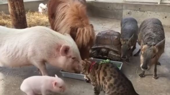 piggy