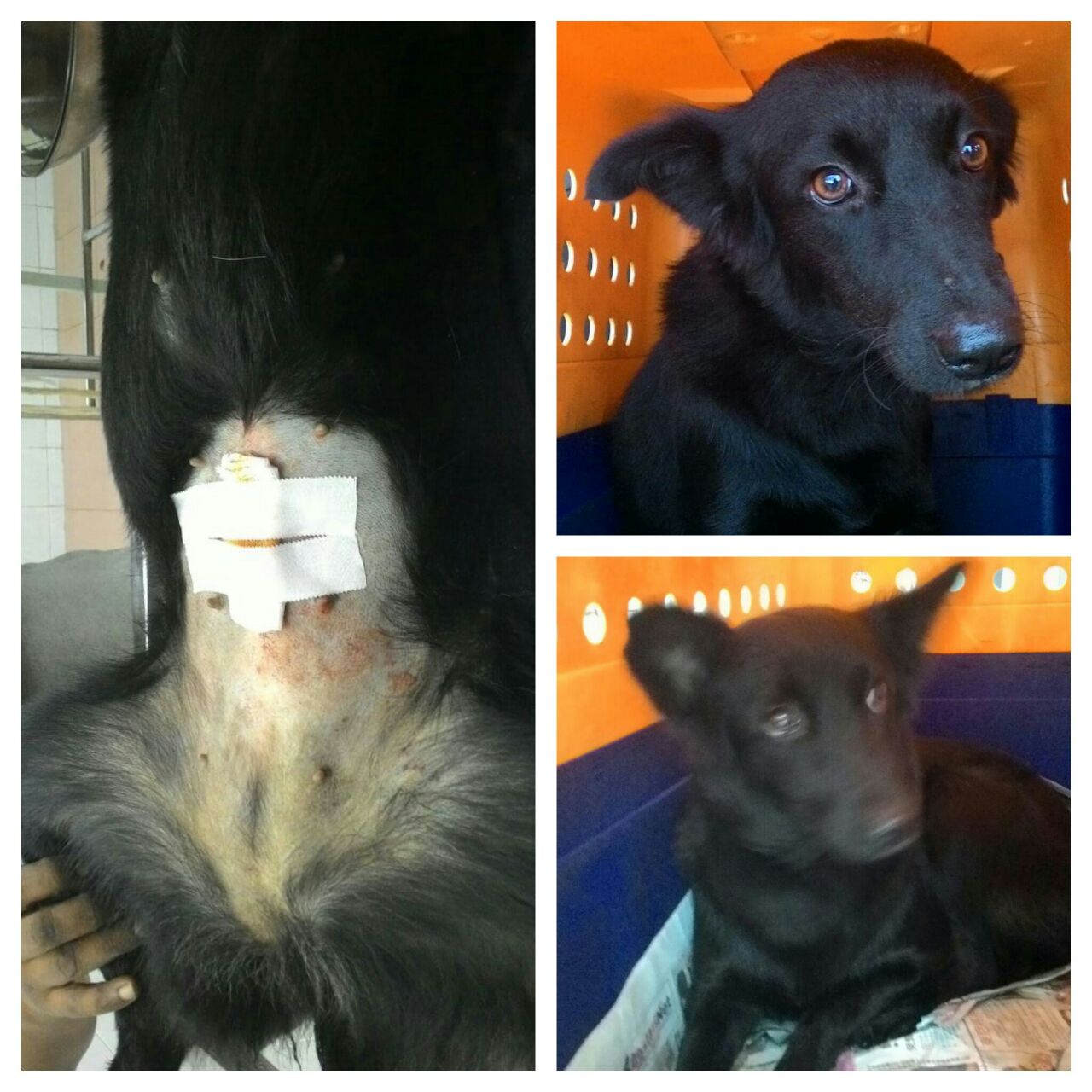 rose-dog-2