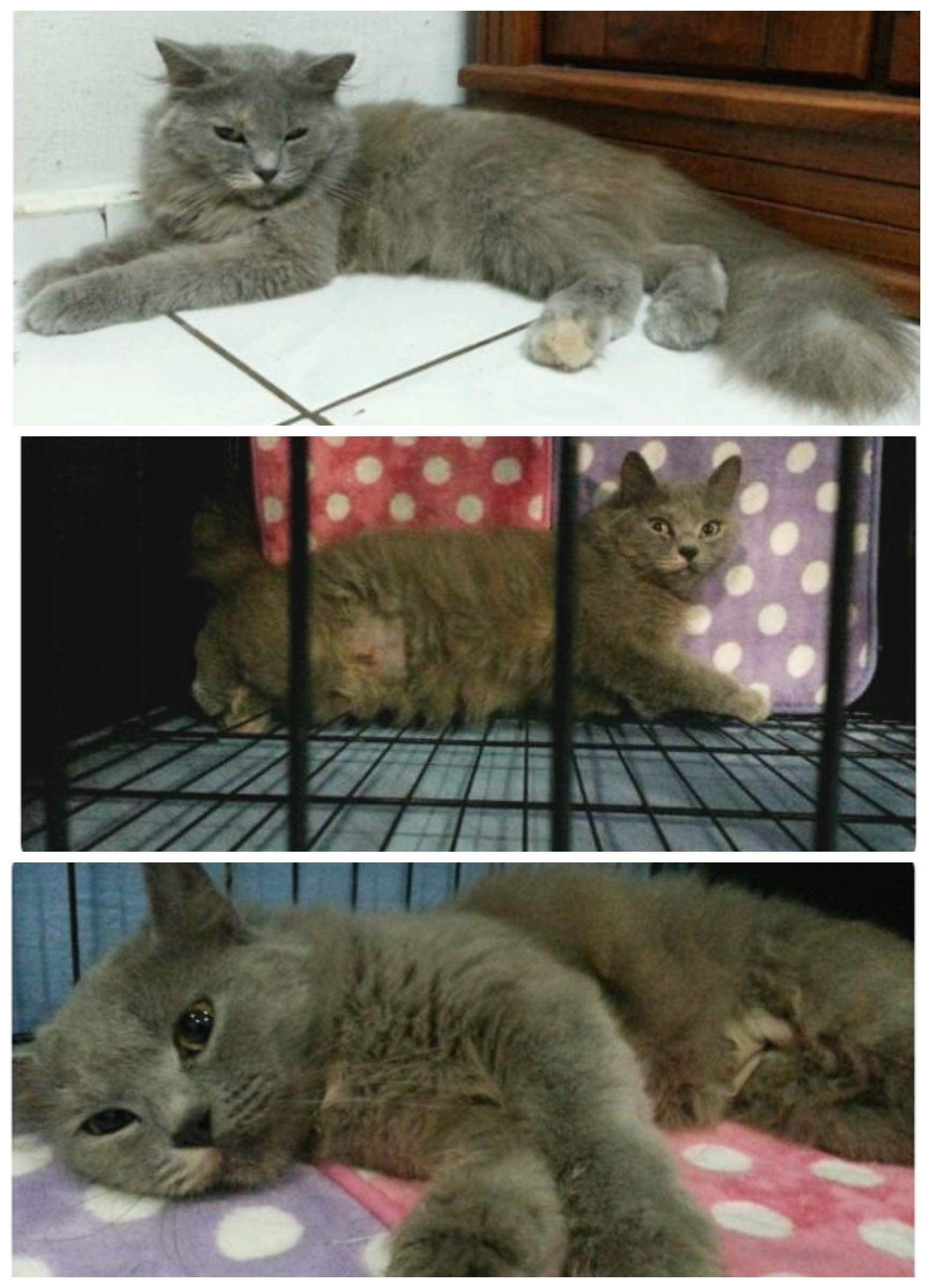 PicMonkey Collage