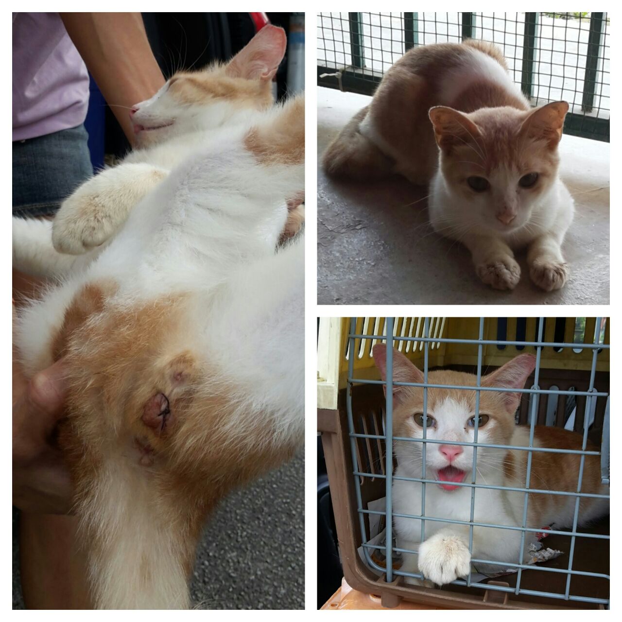 cat 1