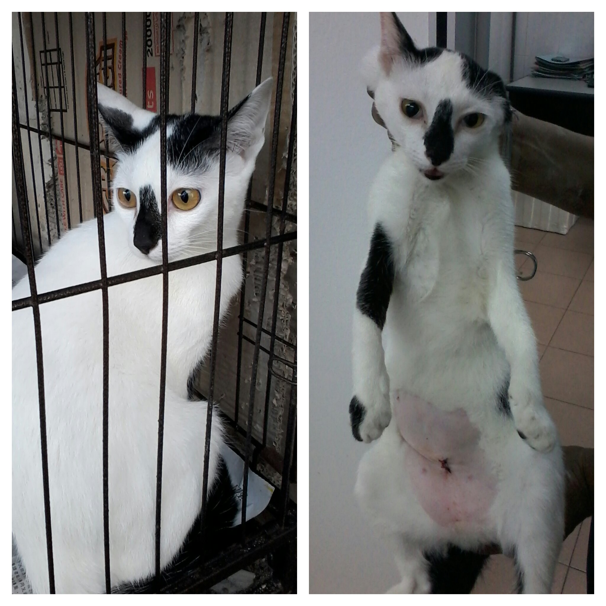 cat 1