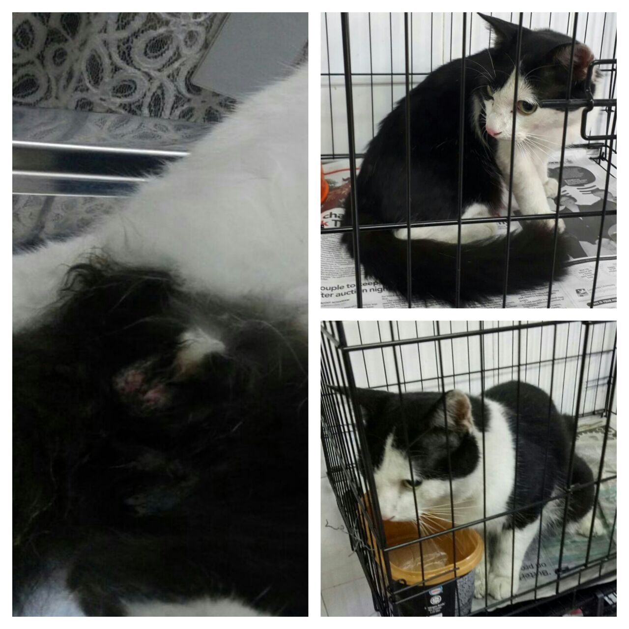 cat 2
