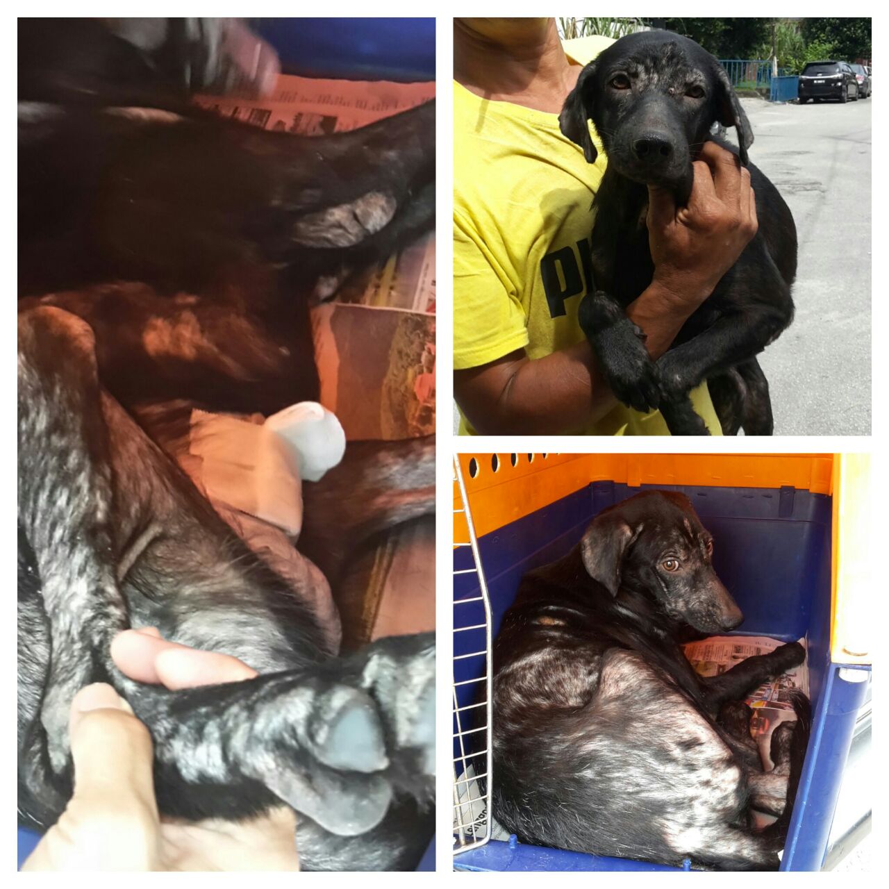 dog 2