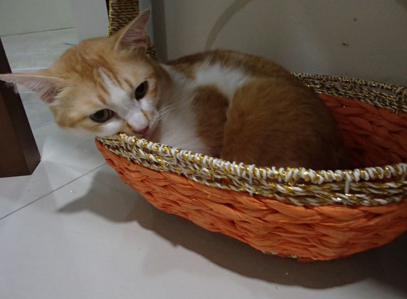 ginger