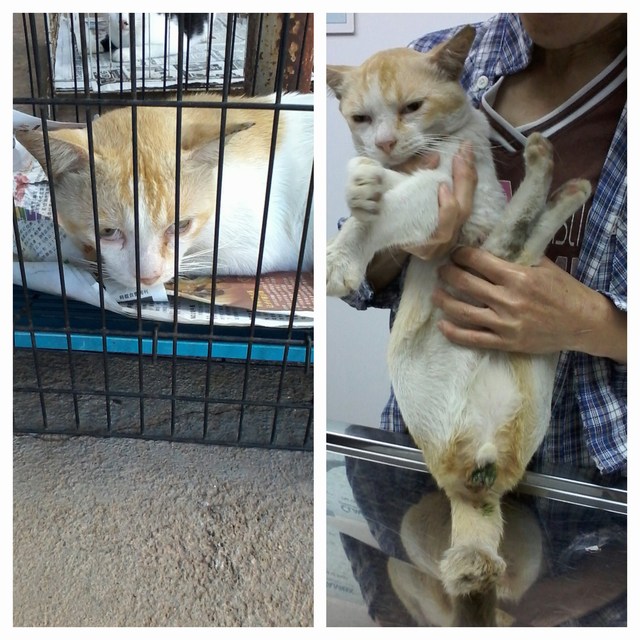 mini-1 male cat