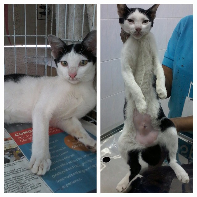 mini-2 female cat