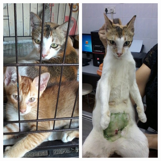 mini-3 female cat