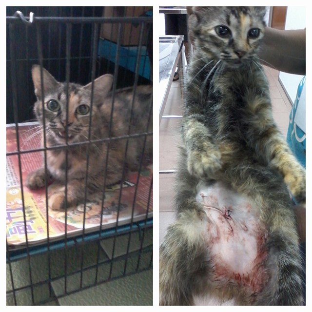 mini-4 female cat