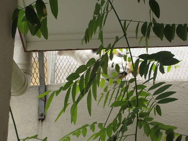 mini-P1250625