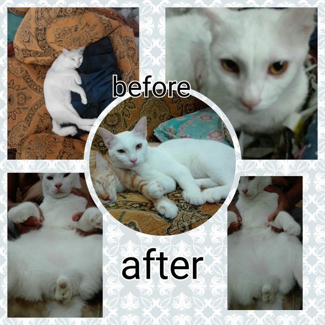 mini-photogrid_1483542328445