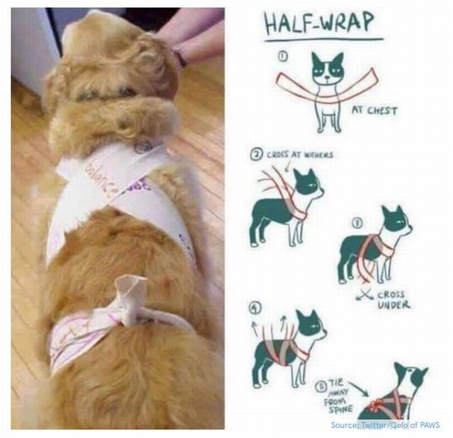 mini-dog wrap
