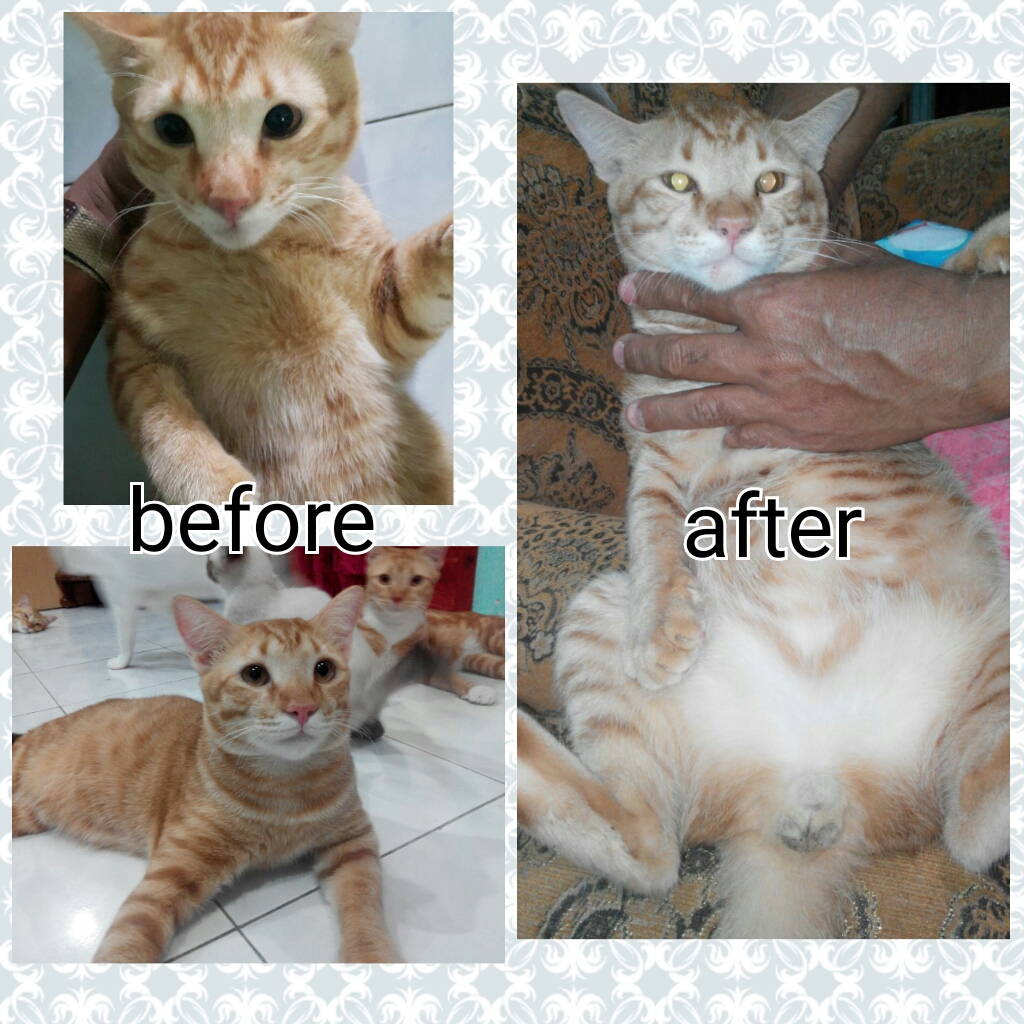 PhotoGrid_1486049704161