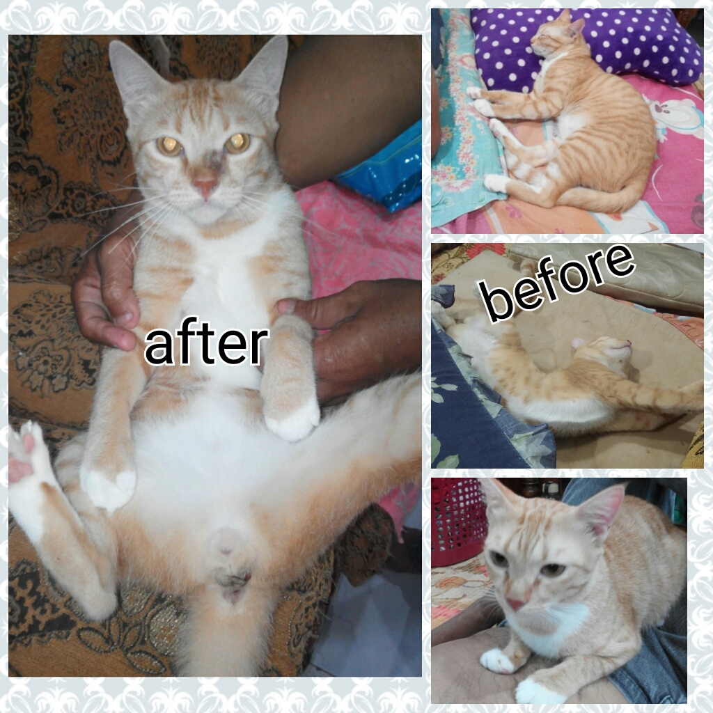 PhotoGrid_1486049782444