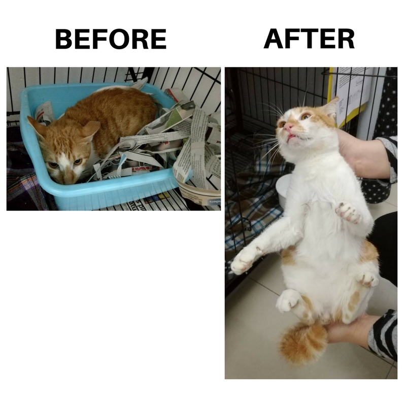Stray Cat 1