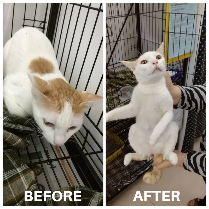 Stray Cat 2