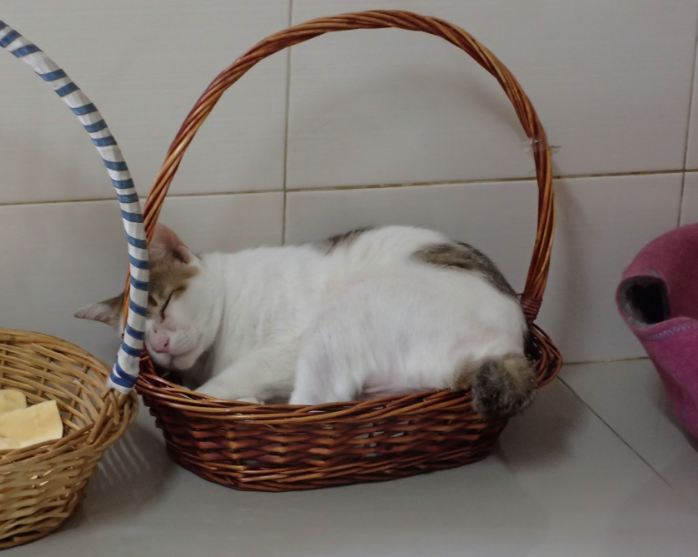 bunny sleep