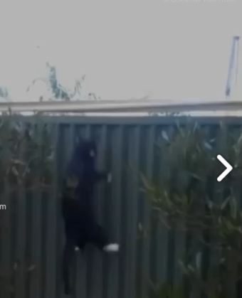 cat proof 1