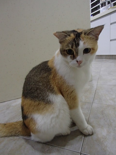 mini-P2060624